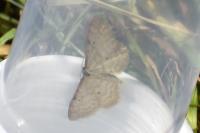 Idaea humiliata