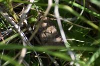 Agrotis exclamationis exclamationis