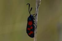 Zygaena filipendulae