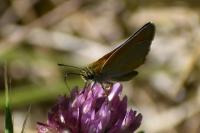 Thymelicus sylvestris