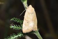 Cosmia trapezina