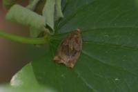 Archips crataegana