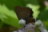 Satyrium ilicis