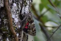 Catocala promissa