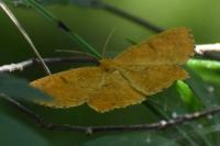 Angerona prunaria