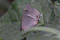 Quercusia quercus