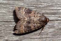 Amphipyra berbera svenssoni