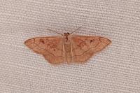 Idaea rubraria