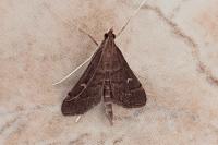 Dolicharthria punctalis