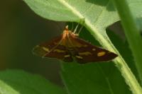 Pyrausta purpuralis