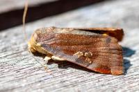 Noctua janthe