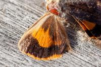 Noctua janthe