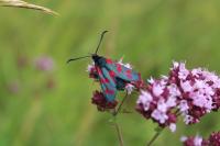 Zygaena filipendulae