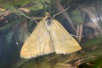 Sitochroa verticalis