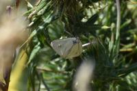 Sitochroa palealis
