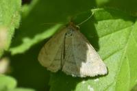 Psammotis pulveralis