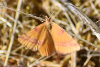 Lythria cruentaria