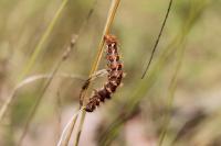 Acronicta rumicis
