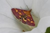 Pyrausta purpuralis