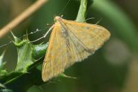 Sitochroa verticalis