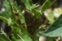 Nomophila noctuella