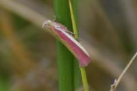 Oncocera semirubella