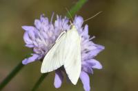 Sitochroa palealis