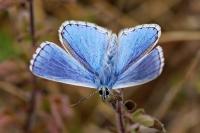 Polyommatus icarus