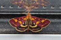 Pyrausta purpuralis