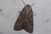 Pachycnemia hippocastanaria