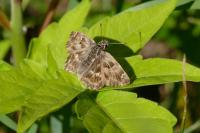 Carcharodus alceae