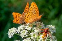 Argynnis paphia