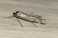 Ancylolomia tentaculella