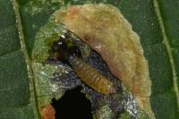 Cameraria ohridella