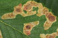 Cameraria ohridella