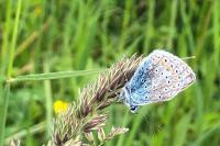 Polyommatus icarus
