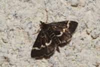 Pyrausta nigrata