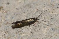 Coleophora alcyonipennella