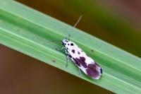 Ethmia quadrillella