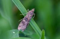 Nomophila noctuella