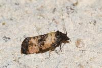 Cochylichroa atricapitana