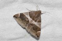 Dysgonia algira