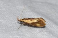 Harpella forficella