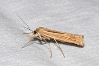 Ancylolomia tentaculella