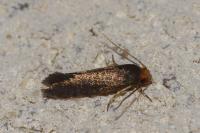 Cephimallota crassiflavella