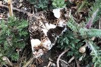 Tyta luctuosa