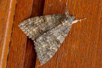 Catocala nupta