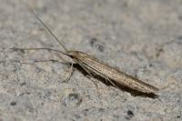 Coleophora