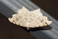 Macaria alternata
