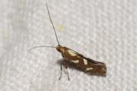 Calybites phasianipennella